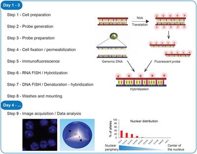 Single-cell detection of primary transcripts, their genomic loci and nuclear factors by 3D immuno-RNA/DNA FISH in T cells